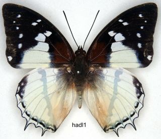 Butterfly - 1 X Mounted Male Charaxes Hadrianus (scarce Form Lecerfi) (a1 -)