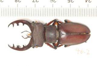 Lucanidae Lucanus Kirchneri 46.  2mm Fujian