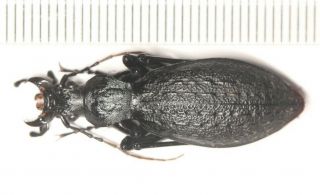 Carabidae Carabus Apotomopterus Sp.  Yunnan (1)