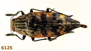 Buprestidae: Polybothris Sp.  A1,  24 Mm,  Pinned,  1 Pc
