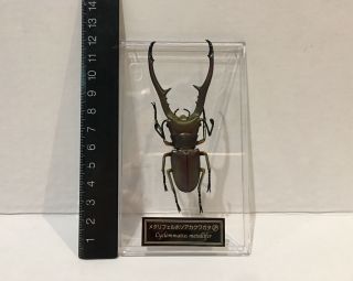 Deagostini 1:1 Cyclommatus Metallifer Stag Beetle Insect Figure