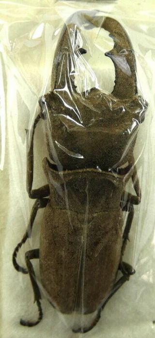Beetles,  Insects,  (fs108),  Lucanidae,  Siberut,  Cyclommatus Incognitus