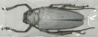Cerambycidae Rosenbergia Vetusta A1 52mm (west Papua)