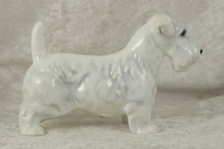 Sealyham Terrier By Adderley Floral Bone China 3.  5 Inches Tall Pedigree Dog