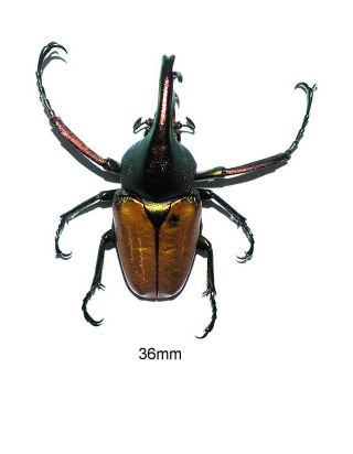 Cetoniidae.  Theodosia Magnifica Bawangensis.  West Kalimantan (21)