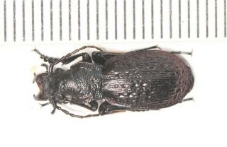 Carabidae Carabus Sp.  2 Yunnan (2)