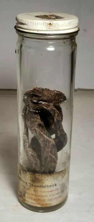 Early Reptile Institute Real Snake Specimen In A Jar - Eastern Diamondback