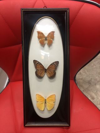 Vintage Real Butterfly Taxidermy Insect Wood Frame Display Convex Glass