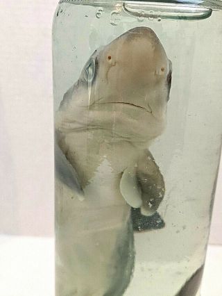 Real Shark In A Jar Preserved In Container.  Educational,  Fascinating To See.