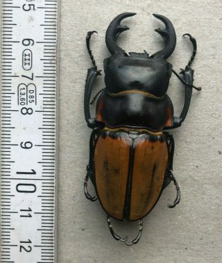 Lucanidae,  Odontolabis Lowei,  N.  - Borneo,  Giant,  61 Mm,  A1