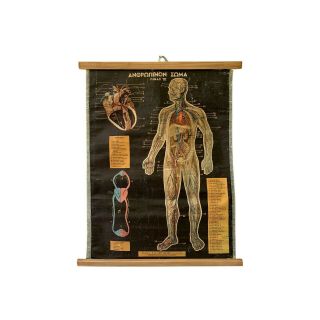 Circulatory System Pull Down Chart,  Anatomy Map,  Vintage Educational Map