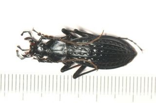 Carabidae Carabus Apotomopterus Sp.  1 Guangxi (4)