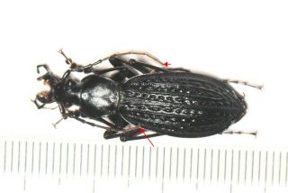 Carabidae Carabus Apotomopterus Sp.  1 Guangxi (3)