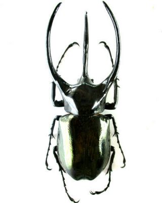 [coleoptera - Dynastidae - Chalcosoma Caucasus - Java Is Male 104 Mm,