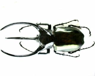 [Coleoptera - Dynastidae - Chalcosoma caucasus - Java Is Male 104 mm, 2