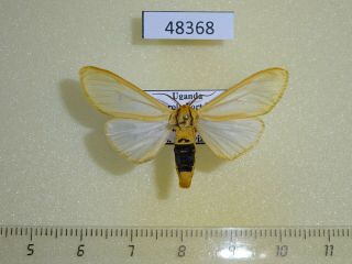 48368p Arctiidae Kenyarctia Sp.  Occidentalis Uganda