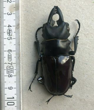Lucanidae,  Odontolabis Dalmani Subita,  Pagai,  Rarity,  68 Mm,  A1