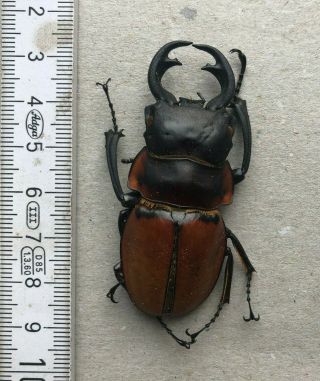 Lucanidae,  Odontolabis Lowei,  N.  - Borneo,  Giant,  61 Mm