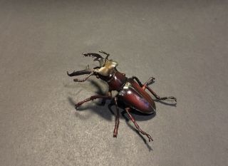 Rare Yujin Kaiyodo Lucanus Maculifemoratus Beetle Insect Pvc Figure Model