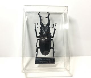 Deagostini 1:1 Prosopocoilus Giraffa Male Stag Beetle Insect Figure