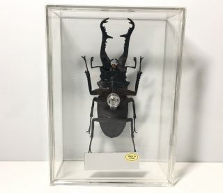 Deagostini 1:1 Prosopocoilus Giraffa Male Stag Beetle Insect Figure 3