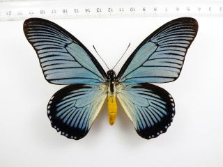 , Entomology,  Butterfly: Papilio Zalmoxis Male Drc,
