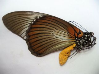 Unmounted Butterfly Papilio Zalmoxis 1 Pc.