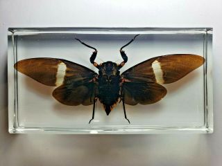 TOSENA ALBATA CICADA.  Real insect immortalized in clear casting resin. 2