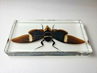 TOSENA ALBATA CICADA.  Real insect immortalized in clear casting resin. 3