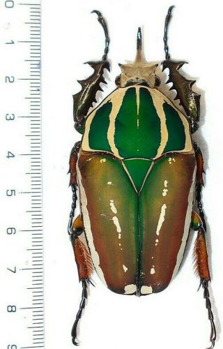 Cetonidae Mecynorrhina Ugandensis Cca 68 Mm No.  1