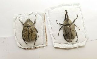 Male/female Pair Arizona Dynastes Granti 59.  85mm Western Hercules Beetle Grantii