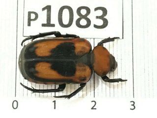 P1083 Cerambycidae Lucanus Insect Beetle Coleoptera Vietnam