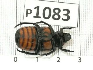P1083 Cerambycidae Lucanus insect beetle Coleoptera Vietnam 2