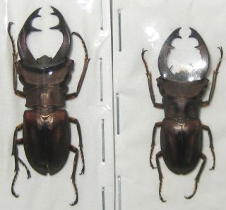 Lucanidae 2 Cyclommatus Weinreichi Male A1 37 And 33mm (west Papua)