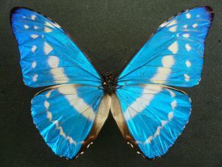 Morpho Cypris Cypris Male From Muzo,  Colombia