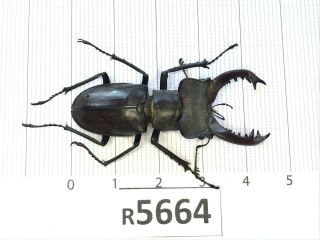 R5664 Cerambycidae Lucanus Insect Beetle Coleoptera Vietnam