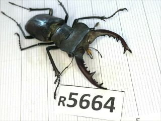 R5664 Cerambycidae Lucanus insect beetle Coleoptera Vietnam 2