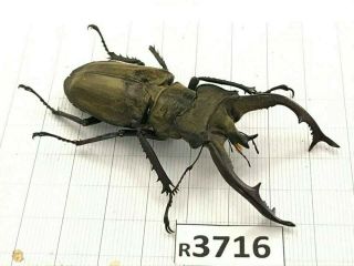 R3716 Cerambycidae Lucanus Insect Beetle Coleoptera Vietnam