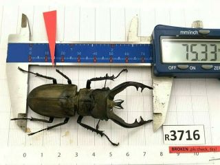 R3716 Cerambycidae Lucanus insect beetle Coleoptera Vietnam 2