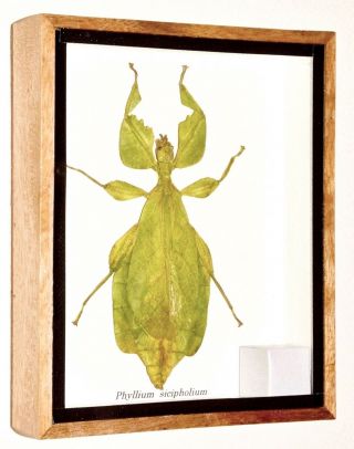 Real Phyllium Siccifolium,  Walking Leaf Insect: Taxidermy Entomology