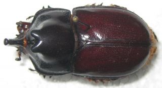 Dynastidae Megaceras porioni Male A1 37mm (PERU) RARE 2