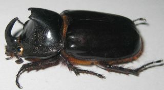 Dynastidae Heterogomphus Porioni Male A1 45mm (peru) Rare