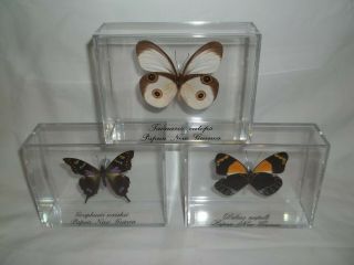 Real Orange & White Butterfly Set Of 3 Taxidermy Mounted In Cases.