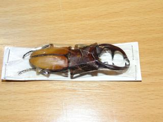 Lucanidae.  Cyclommatus Alagari 61mm A1 Palawan.  Beetle.
