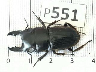 P551 Cerambycidae Lucanus Insect Beetle Coleoptera Vietnam