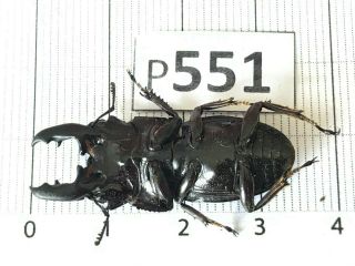 P551 Cerambycidae Lucanus insect beetle Coleoptera Vietnam 2