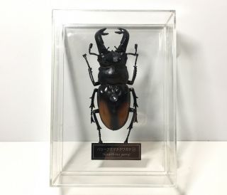 Deagostini 1:1 Hexarthrius Parryi Lucanidae Male Giant Stag Beetle Insect Figure