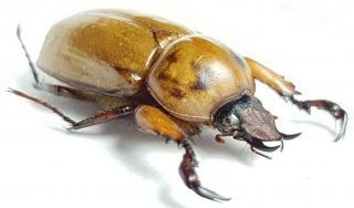 Scarabaeidae,  Dynastinae Ancognatha ?horrida Honduras Male