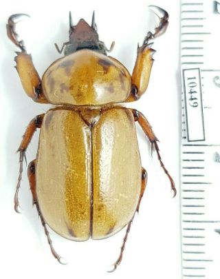 Scarabaeidae,  Dynastinae Ancognatha ?horrida Honduras MALE 2