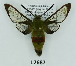 Sphingidae,  Hemaris Saundersii,  Male,  A1,  Ex Pupa,  Pakistan